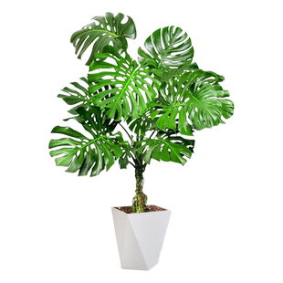 大叶提根龟背竹盆栽室内客厅大型绿植四季常青老桩造型好养活植物