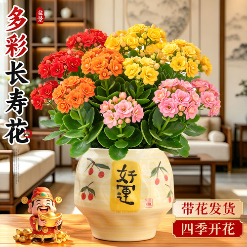 【多季开花】多彩长寿花带花苞