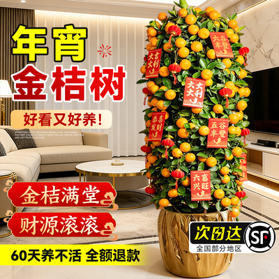 【带果金桔盆栽】室内客厅年橘树