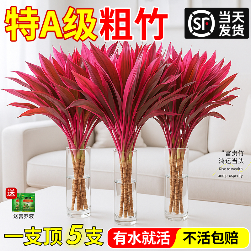 水培植物富贵竹紫鸿运竹转运绿植