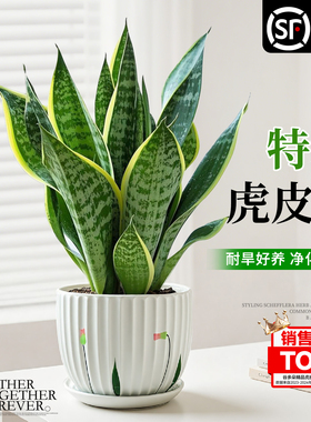 金边虎皮兰绿植除室内甲醛桌面植物花卉净化空气好养虎尾兰盆栽