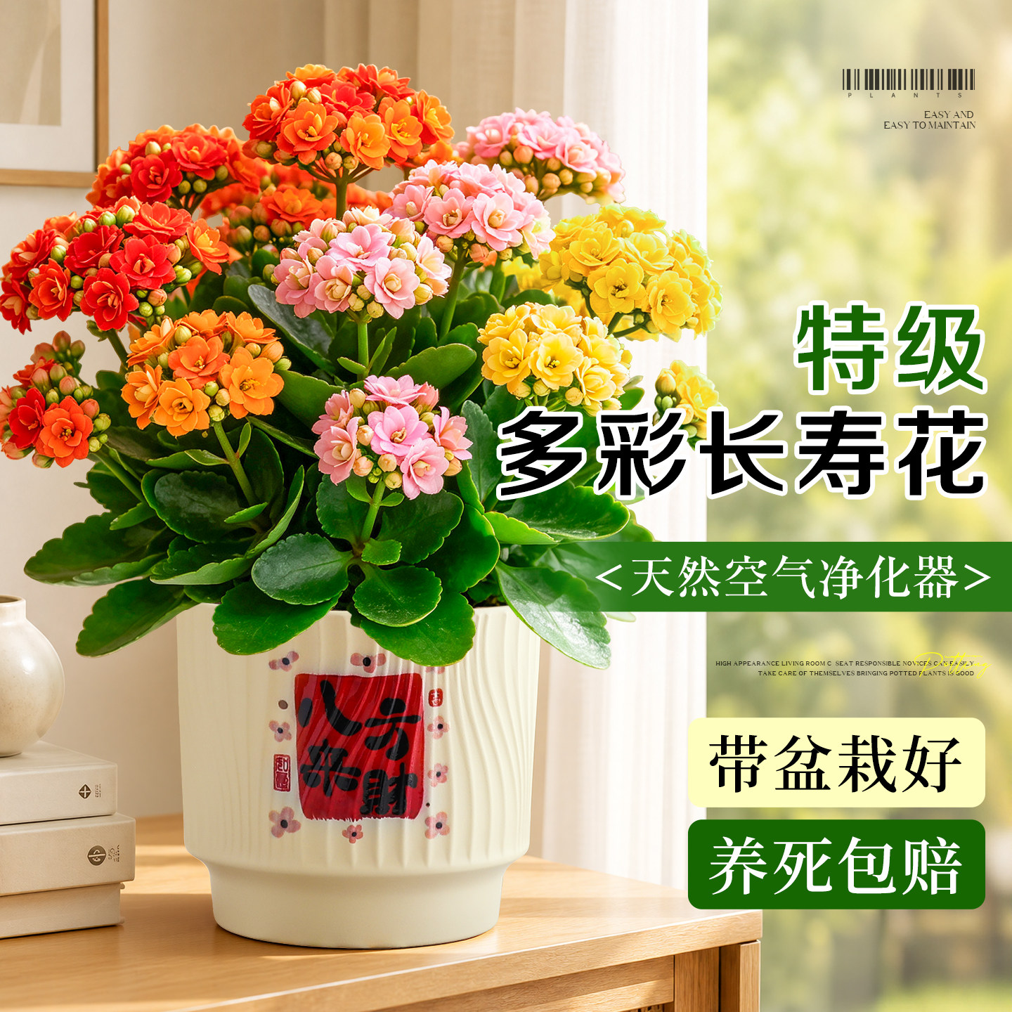 特级多彩长寿花盆栽室内桌面绿植重瓣带花苞新手好养花卉四季开花