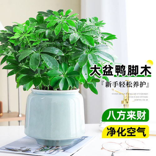 八方来财鸭脚木室内四季常青好养