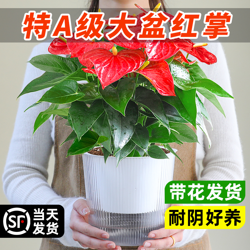 特级红掌鸿运当头室内好养活盆栽