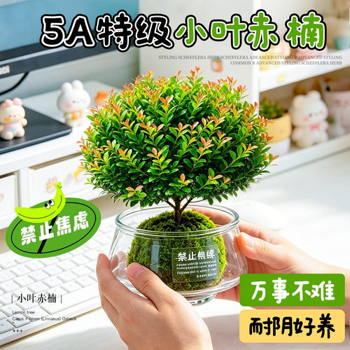 【万事不难】水培赤楠苔藓球好养