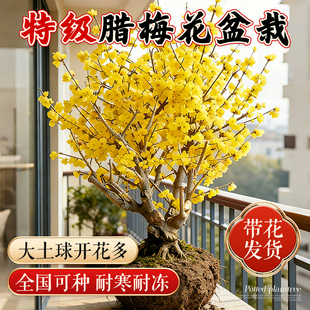 带花苞腊梅盆栽耐寒花苗室外阳台庭院红梅花盆景好养花卉浓香树苗