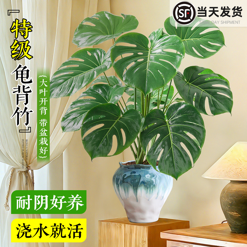 特级大叶龟背竹室内客厅好养盆栽