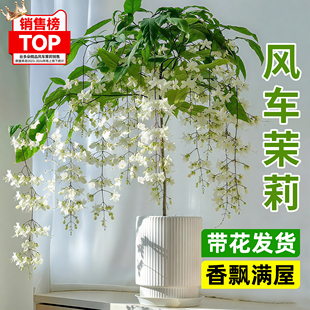 垂丝茉莉盆栽带花苞老桩阳台室内垂吊风车易活四季常青绿植物花卉