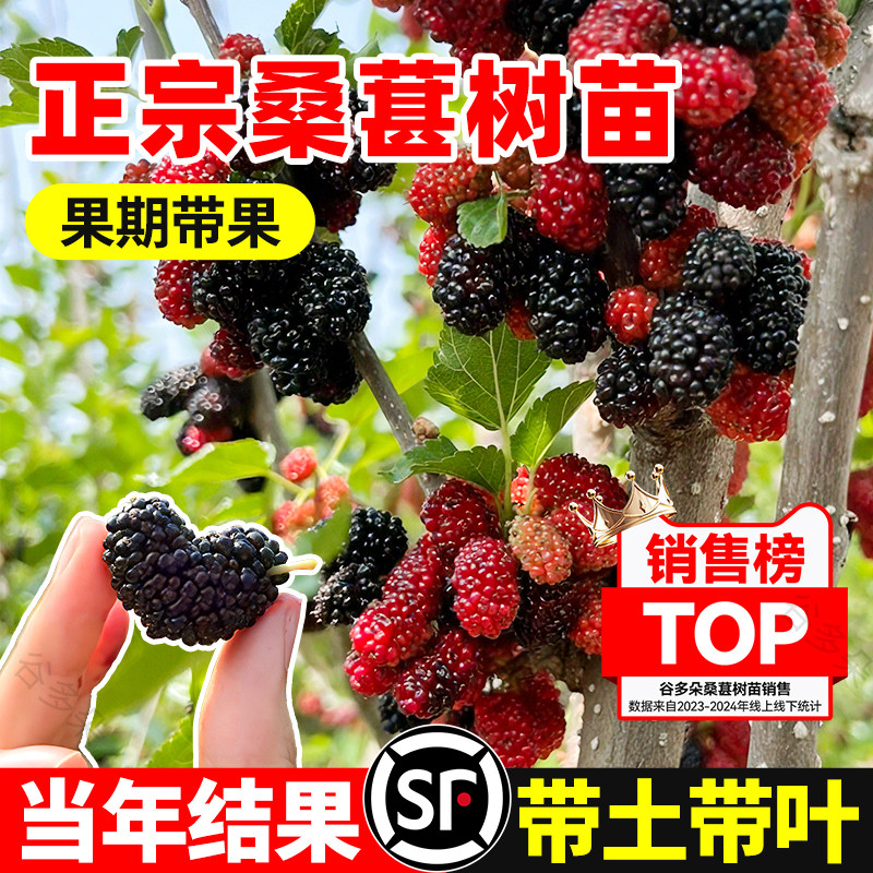 桑葚树苗带果嫁接盆栽四季树莓图片