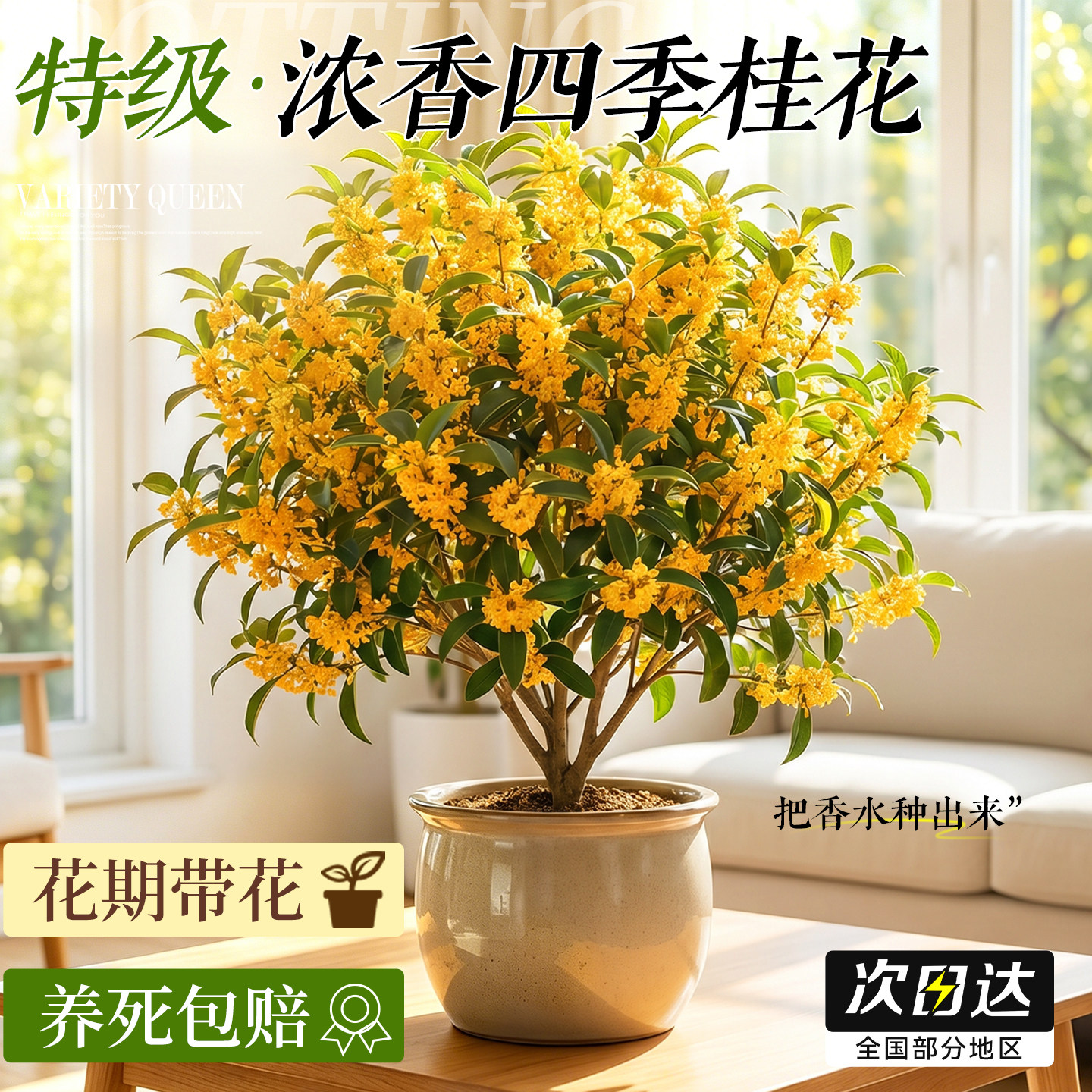 【好看好闻又好吃】浓香四季桂花图片