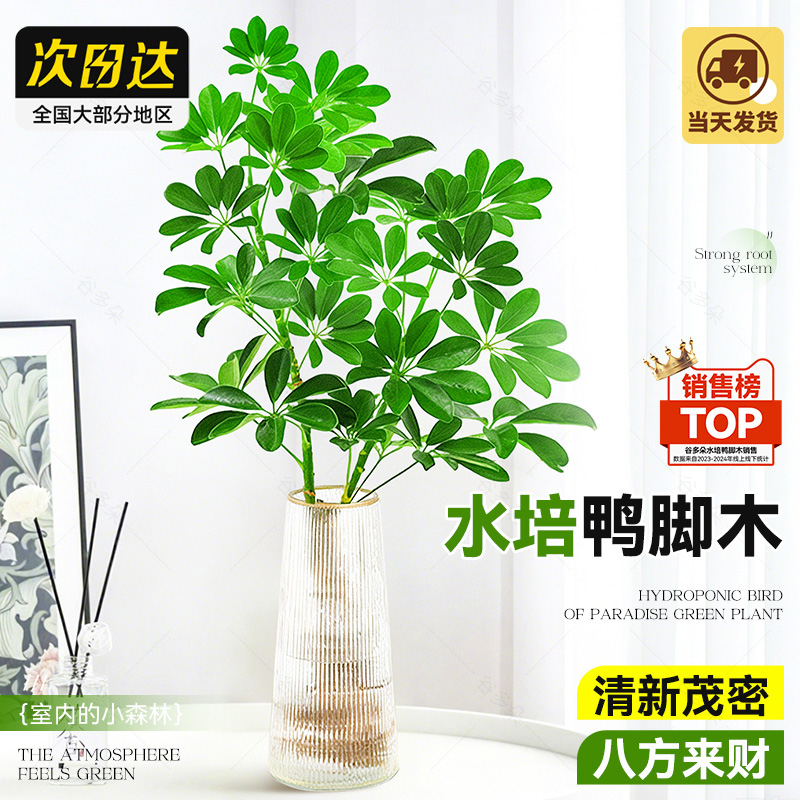 水培植物鸭脚木八方来财七叶莲