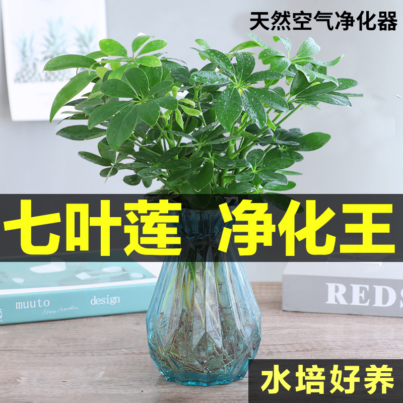 七叶莲水培水养盆栽净化空气绿植