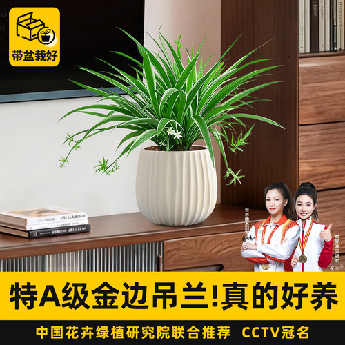 金边吊兰盆栽办公室桌面好养绿植