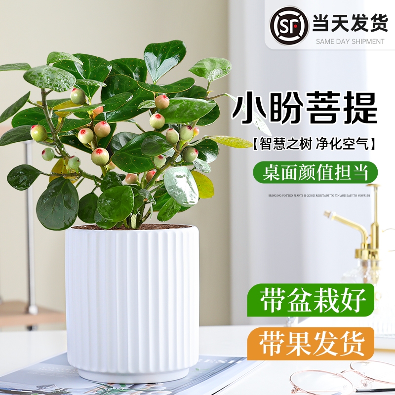 小盼菩提绿植盆栽桌面带果好养活