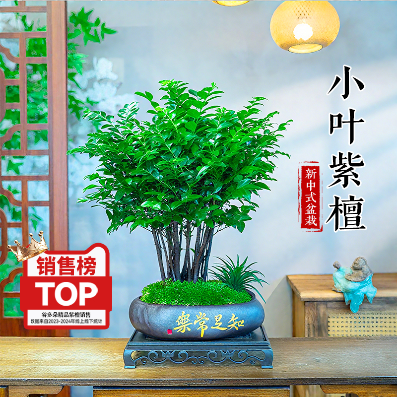 小叶紫檀盆景室内植物黑骨茶新中式国风桌面绿植盆栽美观摆件送礼