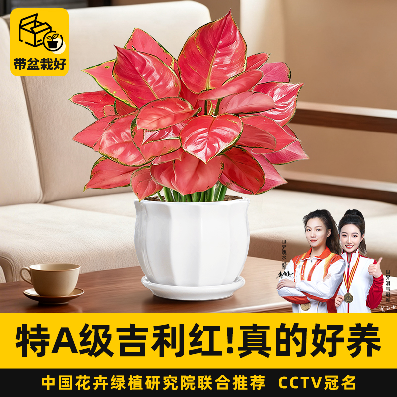 特级吉利红盆栽室内桌面好养活