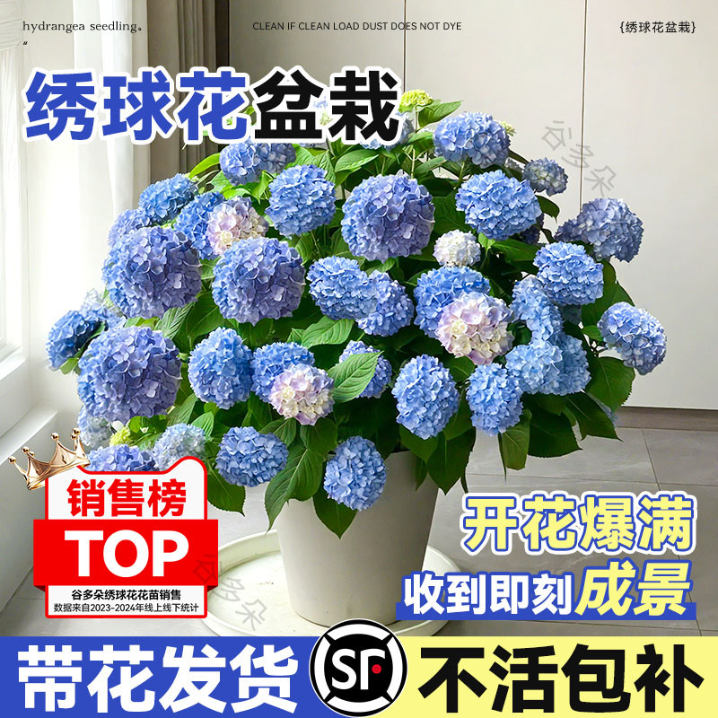 特级大盆绣球花盆栽带花发货花卉