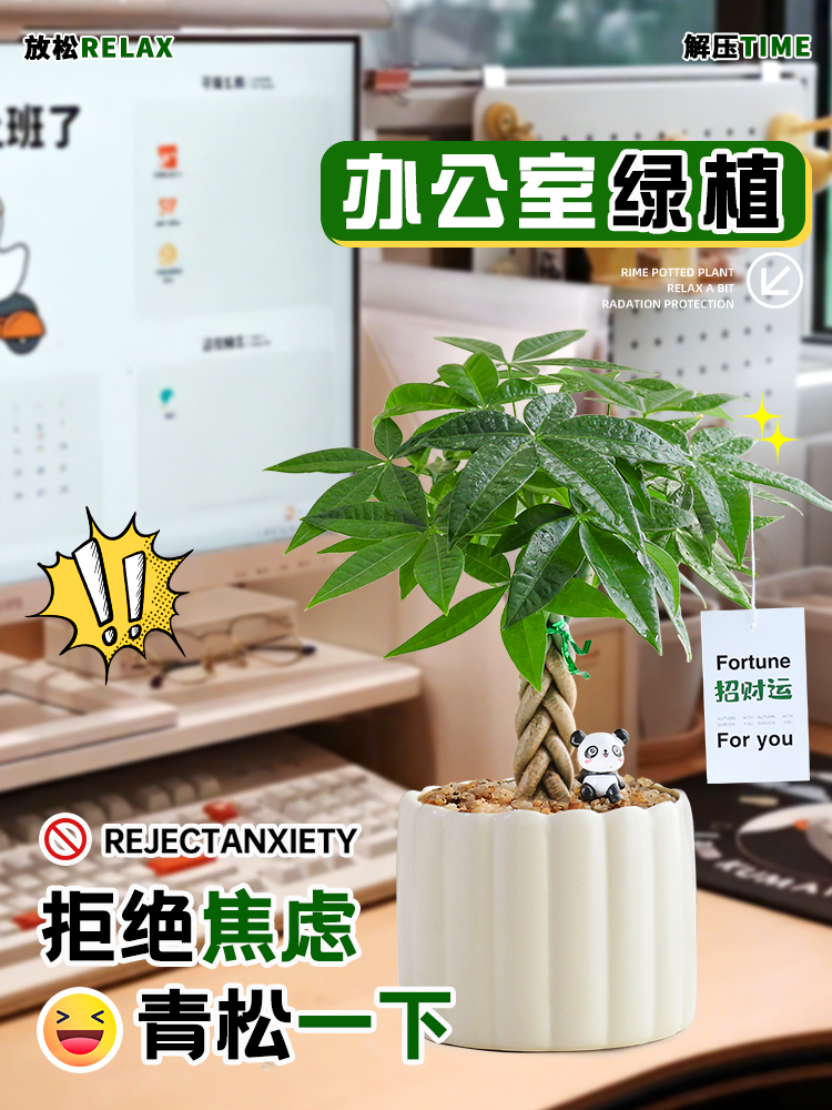 办公室桌面盆栽发财树绿植室内植物送礼物放轻松解压情绪四季好养