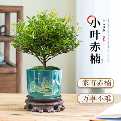 小叶赤楠盆景植物室内四季常青