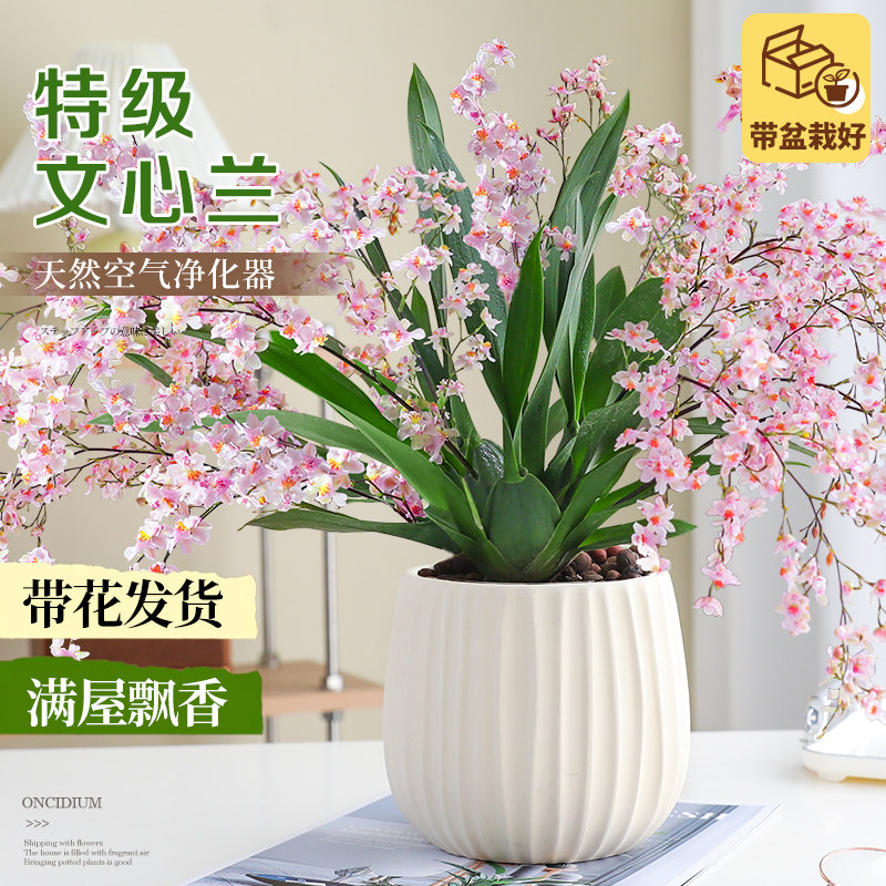 大盆梦香兰绿植文心兰盆栽室内桌面花卉带花苞香水绿植浓香好养活