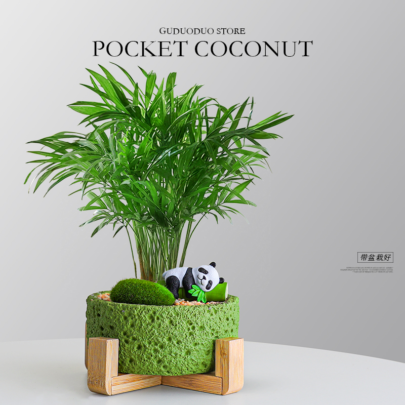 袖珍椰子小盆栽办公桌面耐阴好养