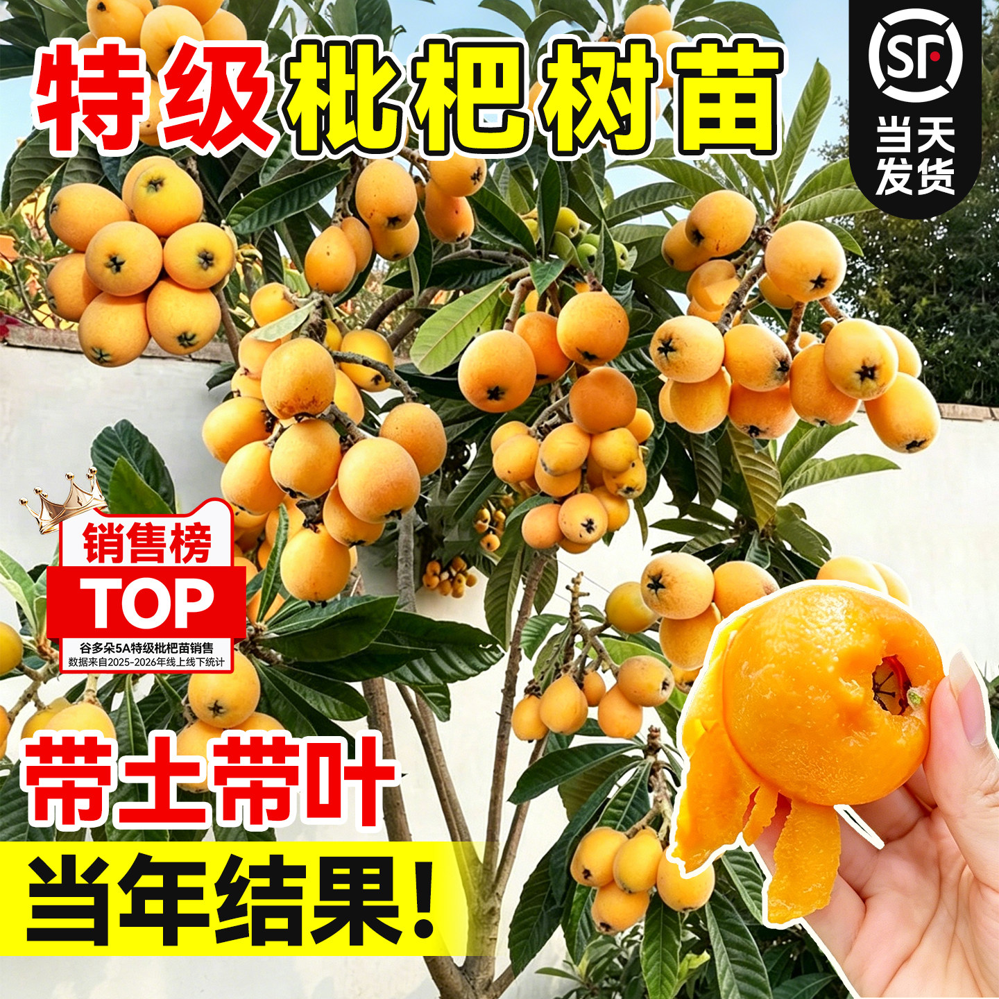 嫁接枇杷树盆栽大五星果树苗无核琵琶大苗南北方庭院果苗四季好养