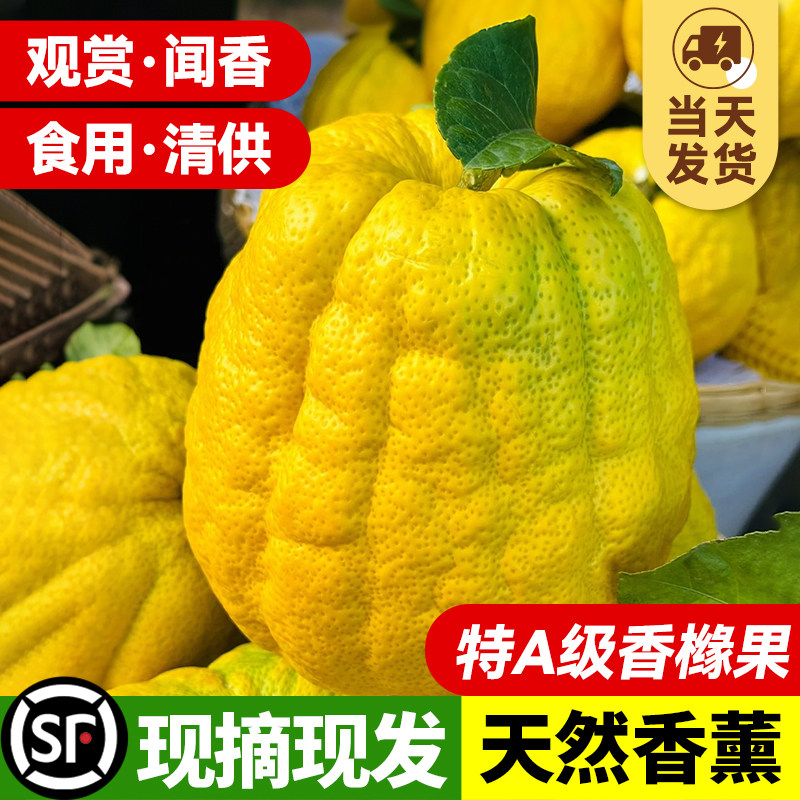 香橼果云南新鲜佛手柑大果室内摆件天然闻香办公桌面清供观赏香薰