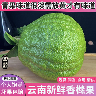 云南香橼新鲜绿植高山香橼果佛手柑现摘鲜果清供观赏闻香天然香薰
