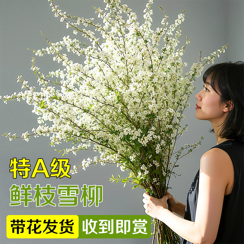 鲜枝雪柳带花苞室内客厅桌面好养水培鲜枝花卉水养干枝鲜花绿植物,鲜花速递/花卉仿真/绿植园艺,绿植,淘宝优惠券,粉丝福利购,淘宝优惠卷
