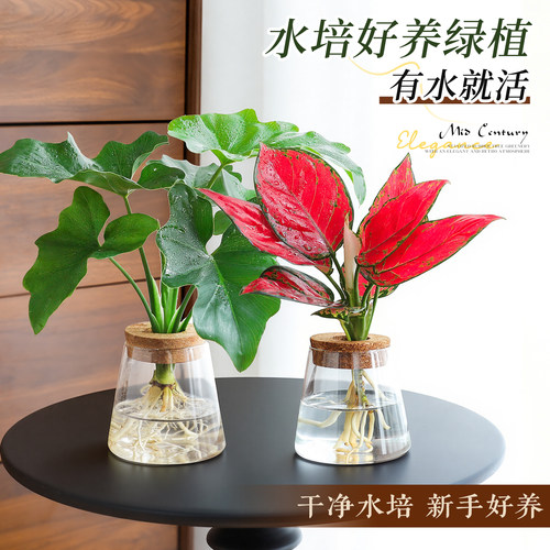 【好养水培绿植】中古风创意摆件