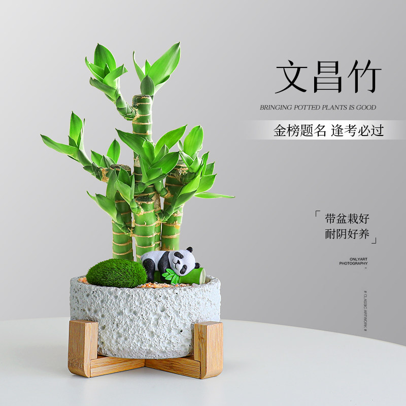 金榜题名4枝文昌竹绿植盆栽办公桌面步步高升富贵竹旺运耐阴好养