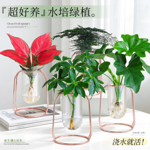 【超好养鸭脚木】桌面招财小盆栽