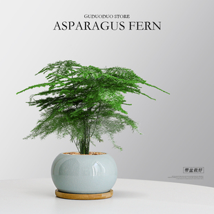 文竹盆栽室内耐阴花卉办公室桌面懒人好养绿植四季常青创意小盆景