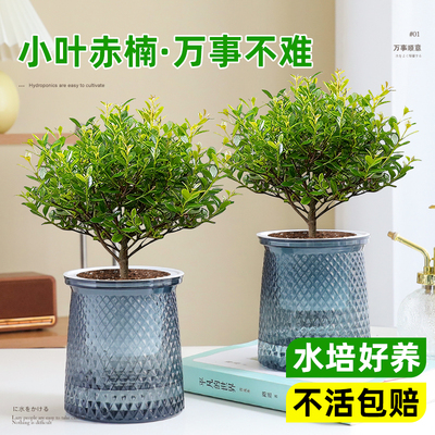 小叶赤楠盆栽办公室内桌面好养活