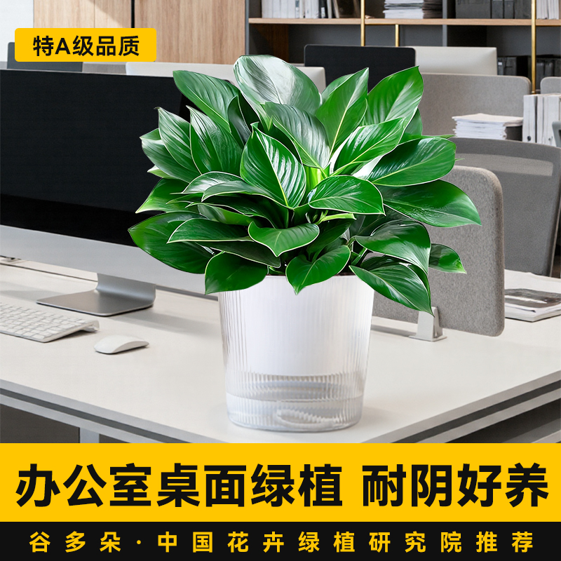 办公室绿植金钻绿公主室内除甲醛