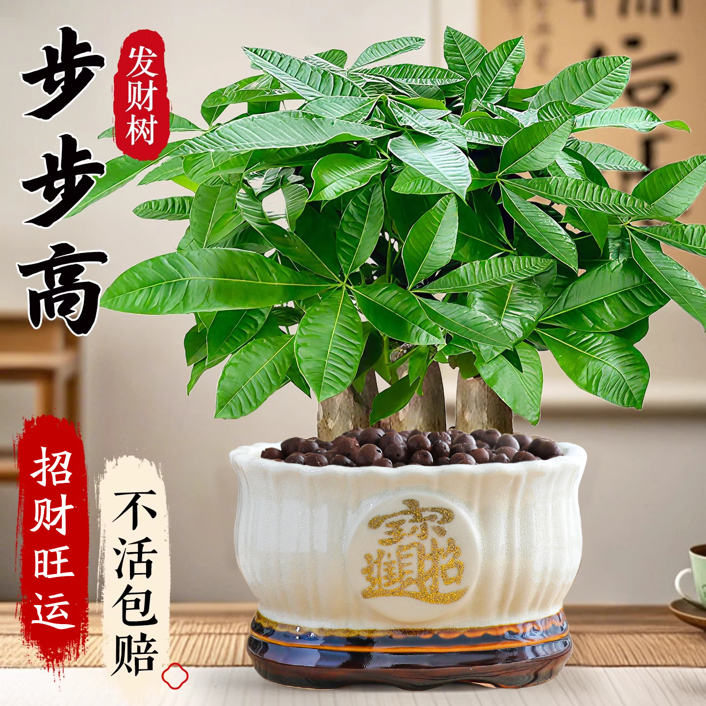 发财树大盆栽客厅办公室绿植桌面