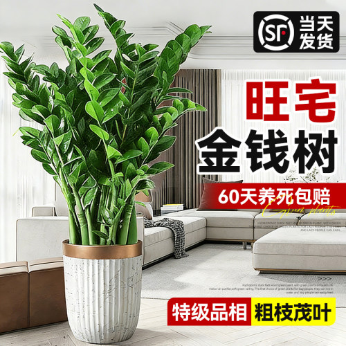 【旺宅风水金钱树】好养绿植盆栽