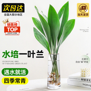 一叶兰水培绿植大叶办公室内桌面四季常青懒人水养植物客厅好养活