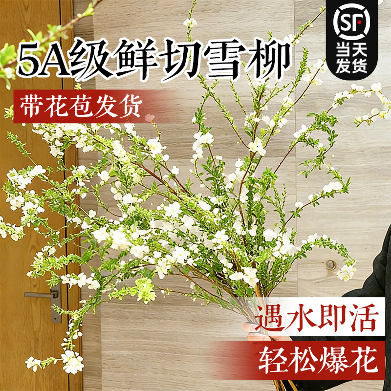 【带叶带花雪柳】水培鲜枝花卉