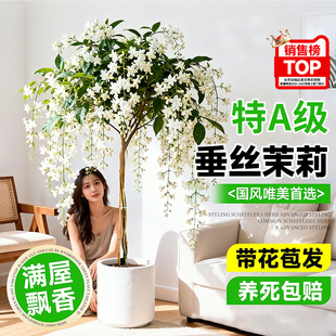 带花苞垂丝茉莉盆栽老桩室内阳台浓香花卉绿植四季好养活风车茉莉