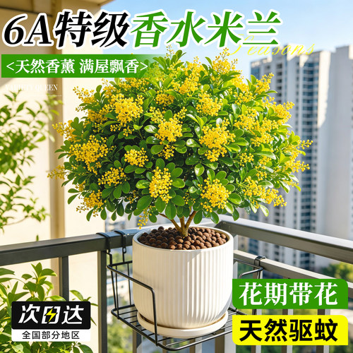 【天然驱蚊】香水米兰好养易活