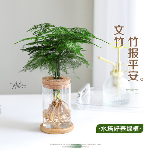 水培文竹植物盆栽室内办公室桌面