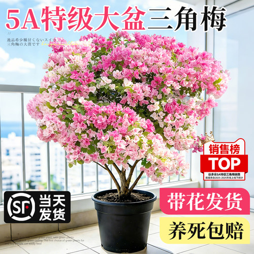 特级三角梅盆栽重瓣带花阳台好养