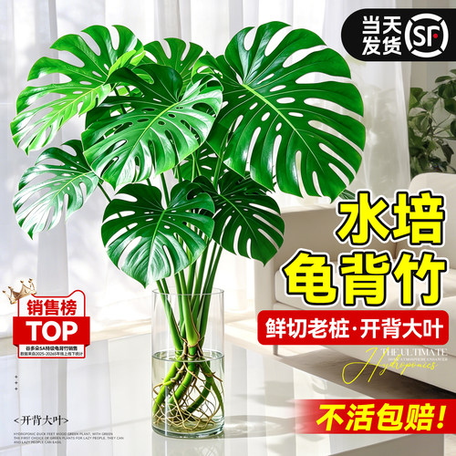 【叶大根粗】龟背竹水培四季常青