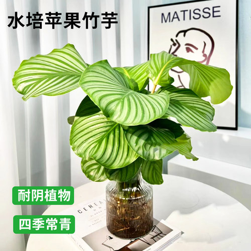 水培青苹果竹芋植物室内客厅无