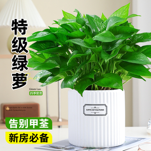 特级绿萝盆栽室内桌面客厅新房净化空气绿植长青耐阴好养易活植物