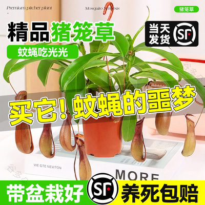 猪笼草盆栽捕蝇草食虫草趣味盆栽
