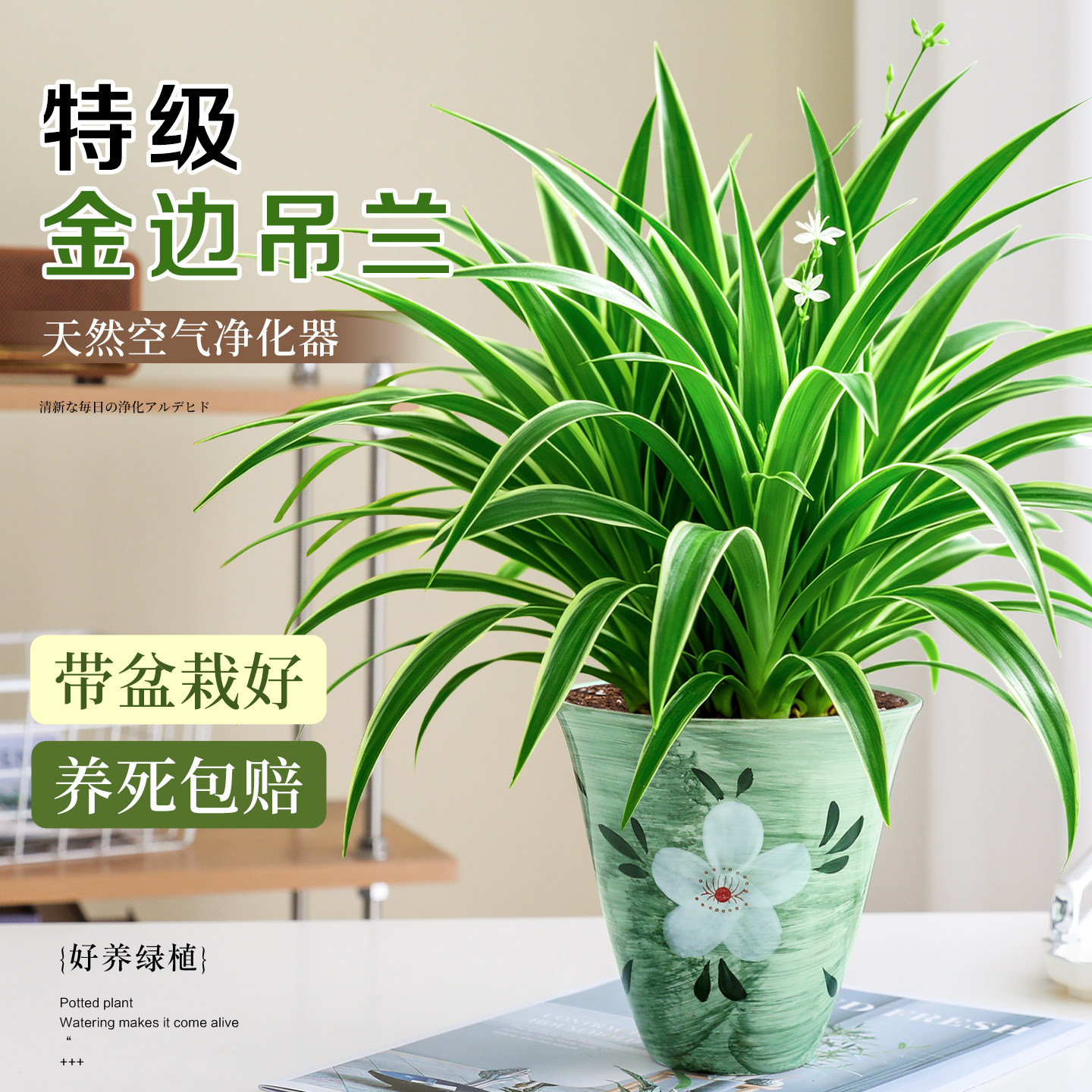 金边吊兰盆栽室内植物好养花卉净化空气水养水培垂吊观叶耐阴绿植