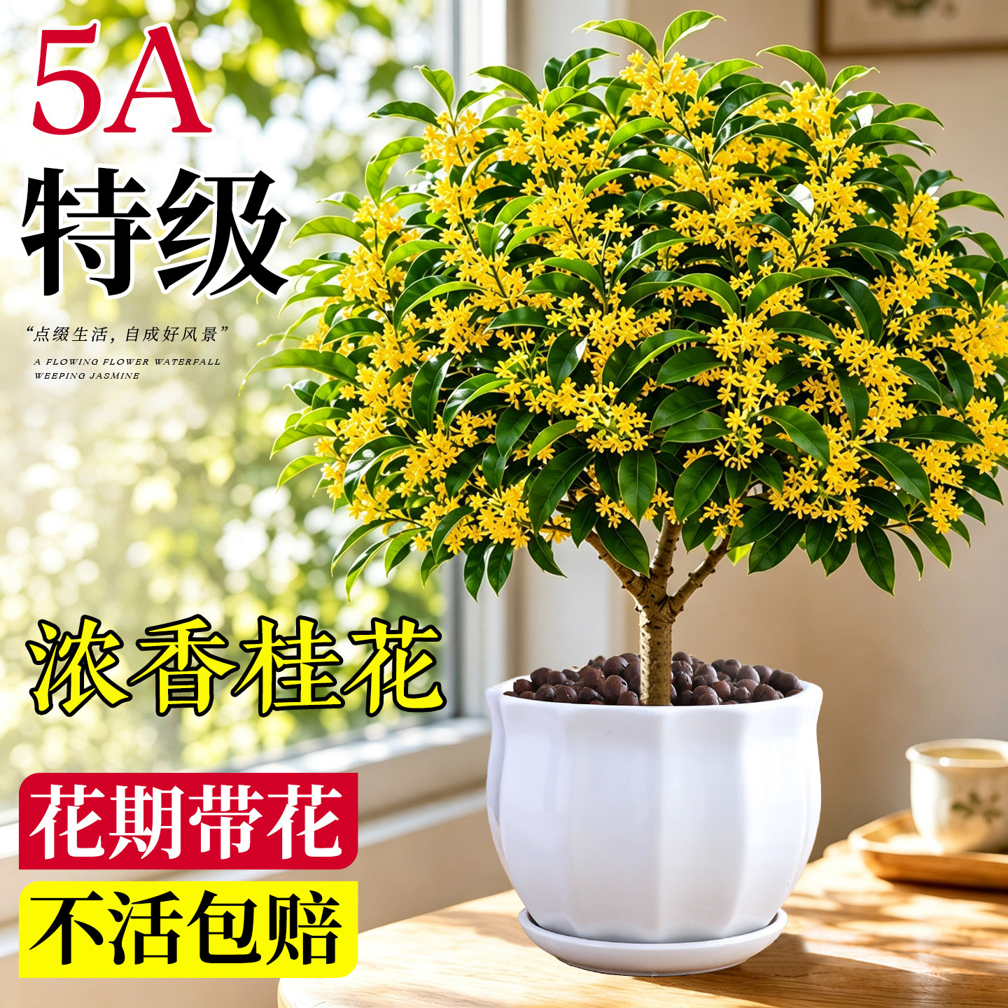 【热销80w+】四季桂花浓香花卉图片