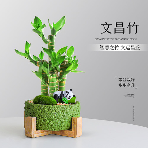 4枝文昌竹金榜题名富贵竹绿植物